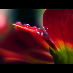 ***BAREVNÉ OPOJENÍ***