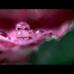 ***TAJEMSTVÍ ZAHRADY***