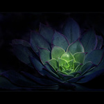 ***OZUBENÉ SOUKOLÍ***