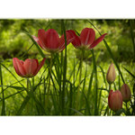 ***ZAPOMENUTÉ SVĚTLO V OPUŠTĚNÉ ZAHRADĚ***