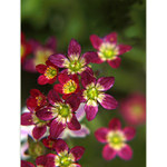 *** KVĚTINOVÉ SOUHVĚZDÍ ***