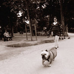 bulldog