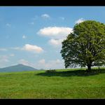 strom náš vezdejší