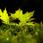 na potulke živým plotom 2.