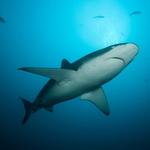 Žralok galapážský