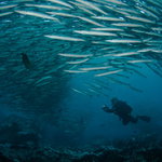 Barracudy a fotograf