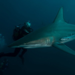 Shark in the dark