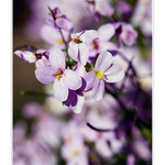 Fialová nálada III.