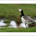 Berneška bělolící