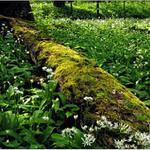 Jaro v lužním lese