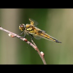 Vážka čtyřskvrnná