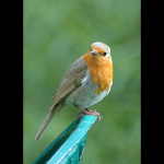 Červenka obecná (Erithacus rubecula)