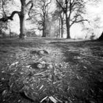 Stromy nebetyčné...