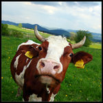 My name is Kráva. Jitka Kráva.