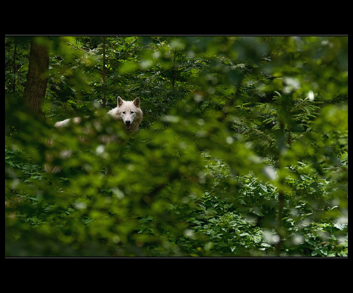 čekání na Karkulku