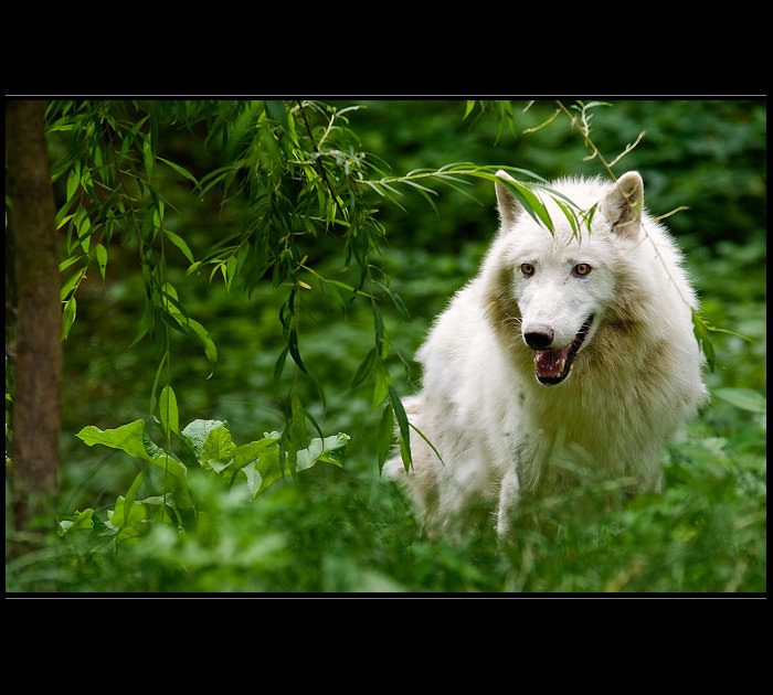 čekání na Karkulku II