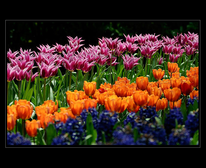 Keukenhof