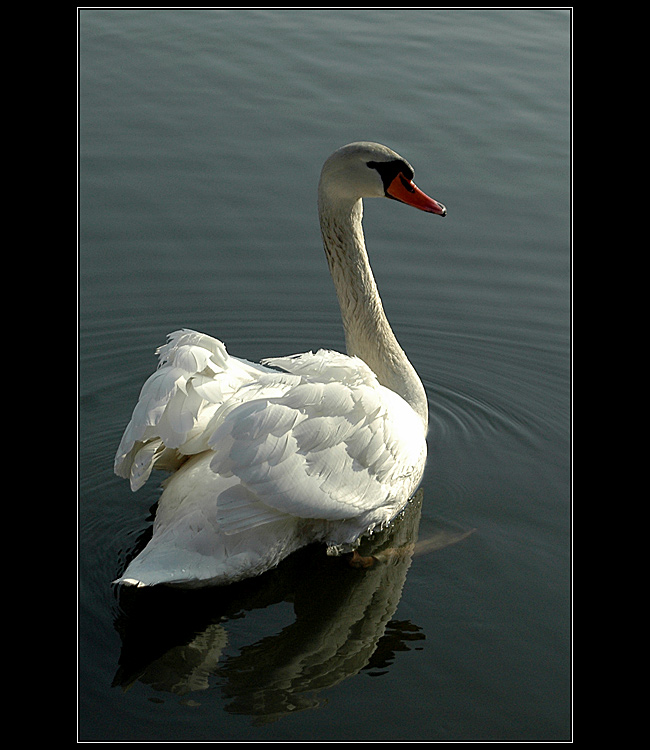 Pohled na pyšnou krásku...