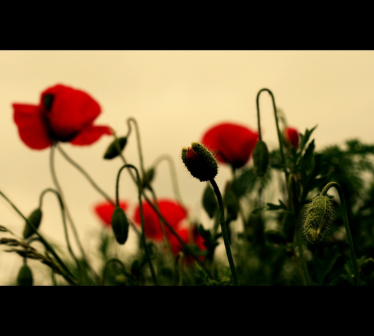 Klasické polní paní II.