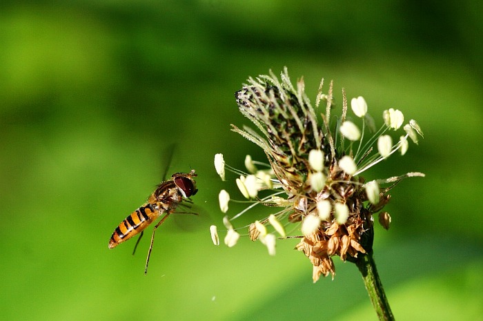 pestřenka