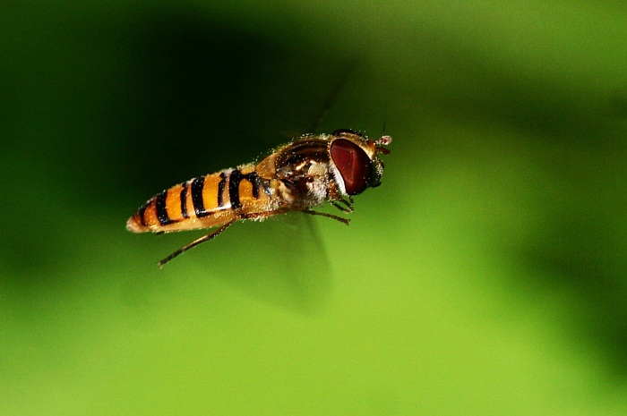 pestřenka 2
