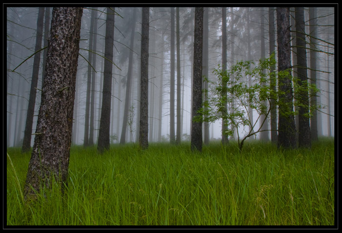 Fog 2