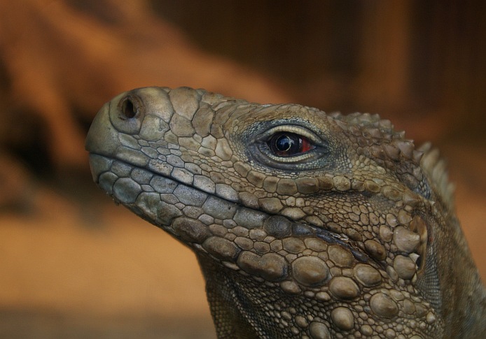 ZOO Brno