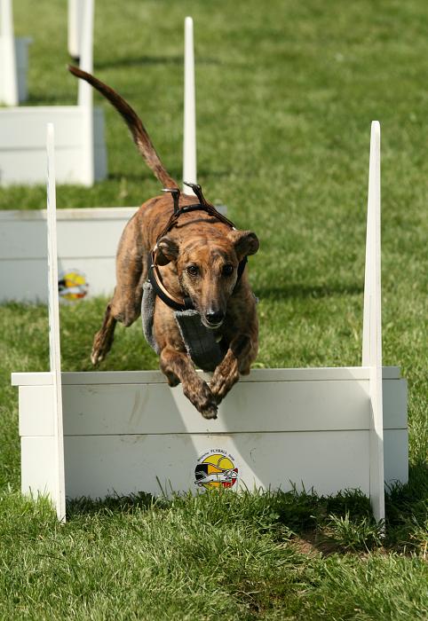 Flyball
