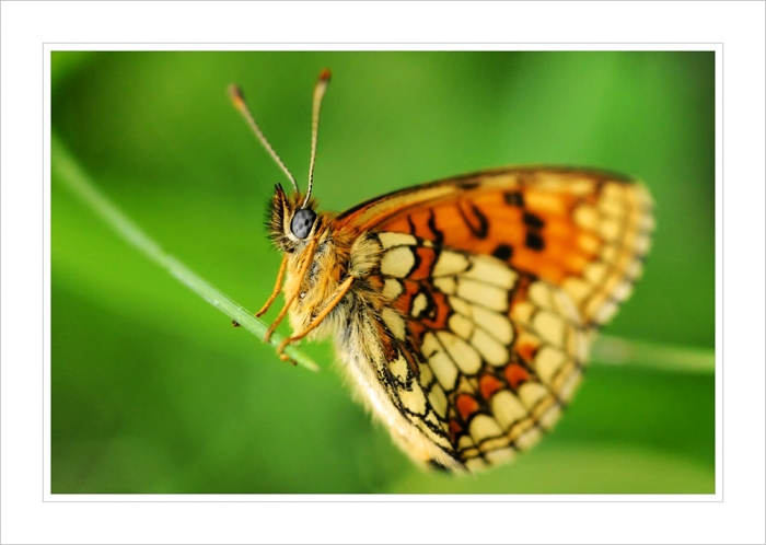 Melitaea athalia