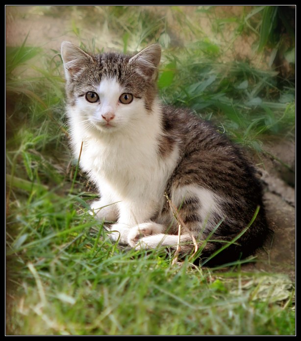 Kote