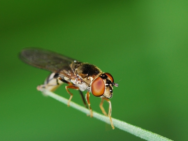 Pestřenka