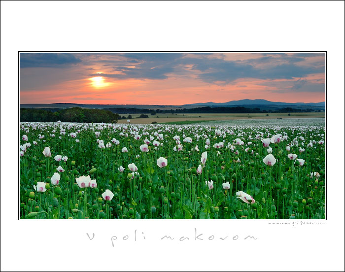 V poli makovom