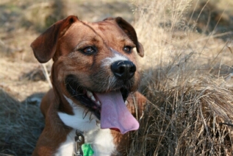 BOBO dobry kamarat:)