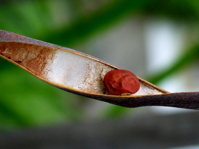 ...koulelo se koulelo...