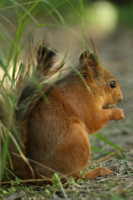 Little Creature