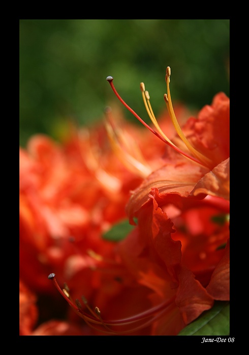 Le bouquet