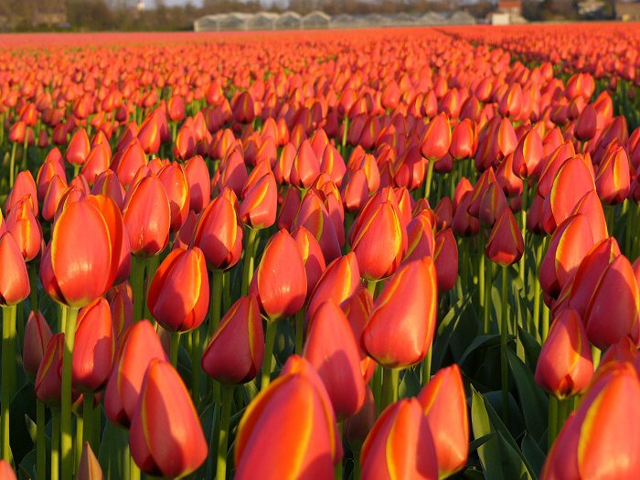 Tulipánové pole v Holandsku