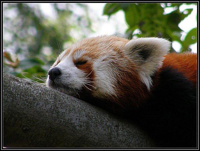 odpolední siesta