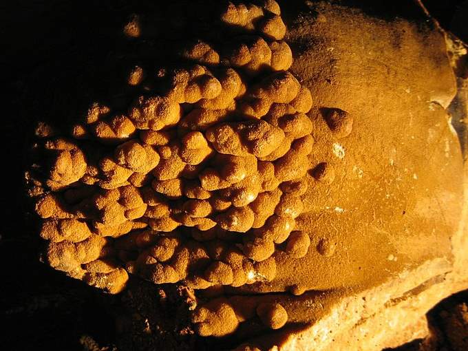 Koněpruské jeskyně - květák