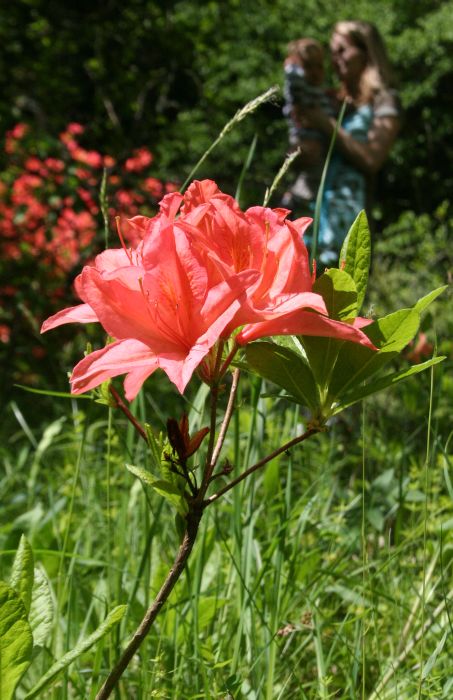 V arboretu