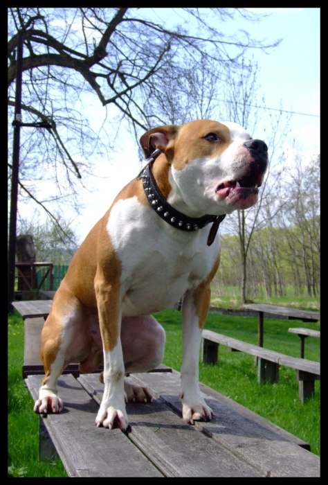 Baf