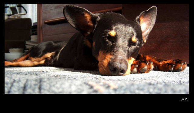 Siesta