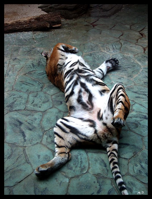 I v ZOO se dá skvěle relaxovat :)