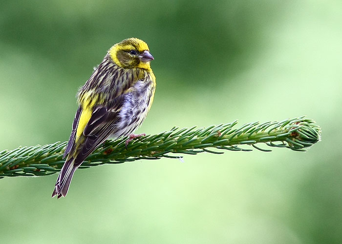 Odpoledni siesta cizka lesniho