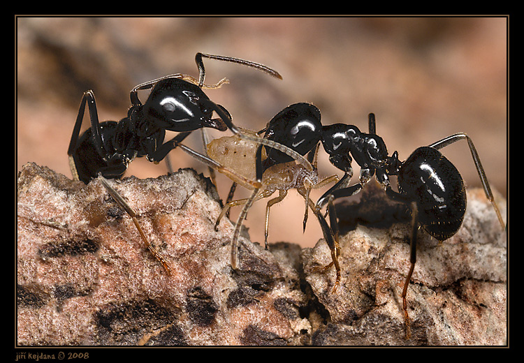 Neber mi ji, ta je moje