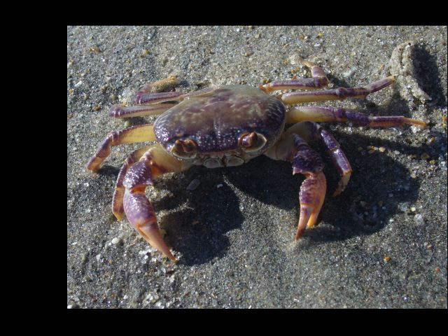 Krab