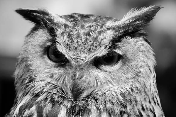 Bubo Bubo