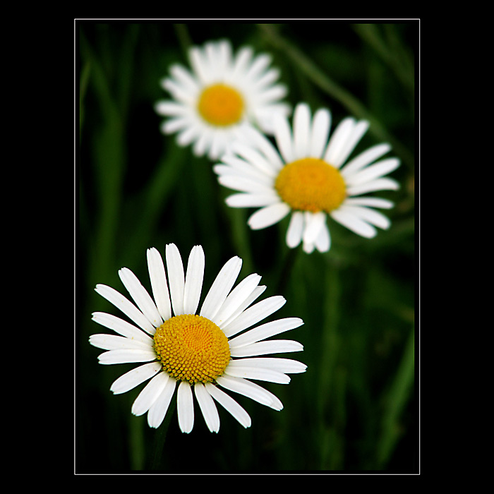 Kopretiny nevoní...