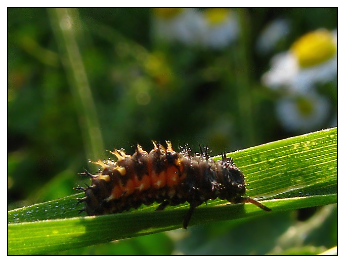larva ???