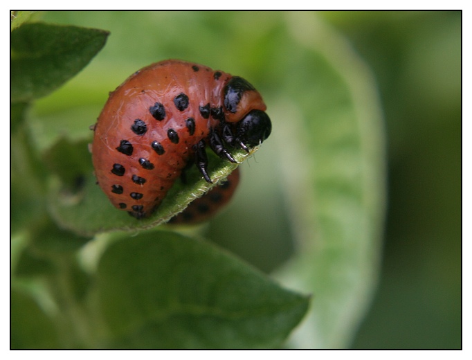 larva mandelinky